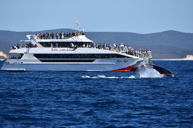 Brisbane Whale Watching Cruise from Redcliffe or Sunshine Coast - Who will get the most from this experience