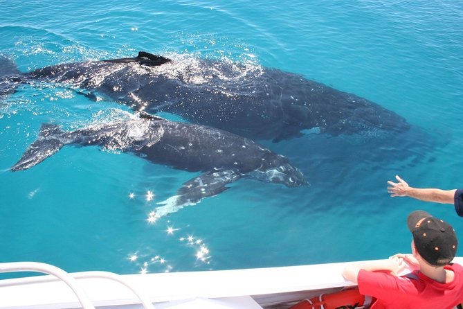 Brisbane Whale Watching Cruise from Redcliffe or Sunshine Coast - Is the ticket price good value?