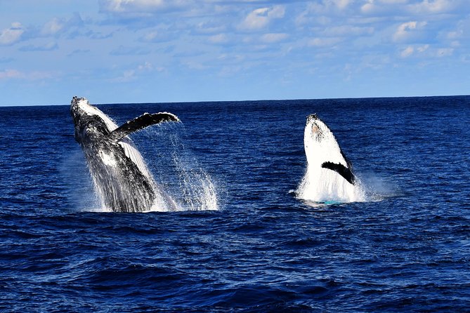 Brisbane Whale Watching Cruise from Redcliffe or Sunshine Coast - Leaving Redcliffe aboard the Eye Spy