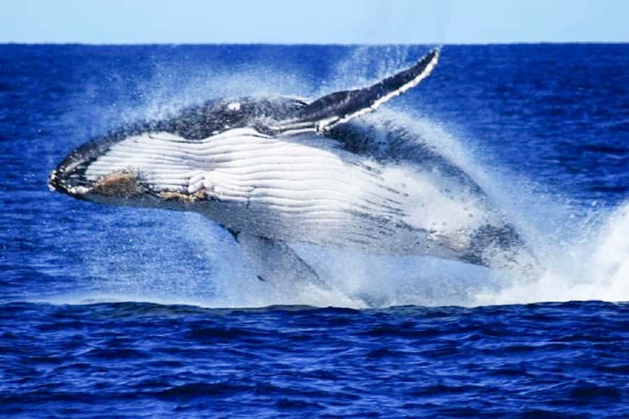Brisbane: Whale Watching Cruise with Lunch - Key points to know before booking