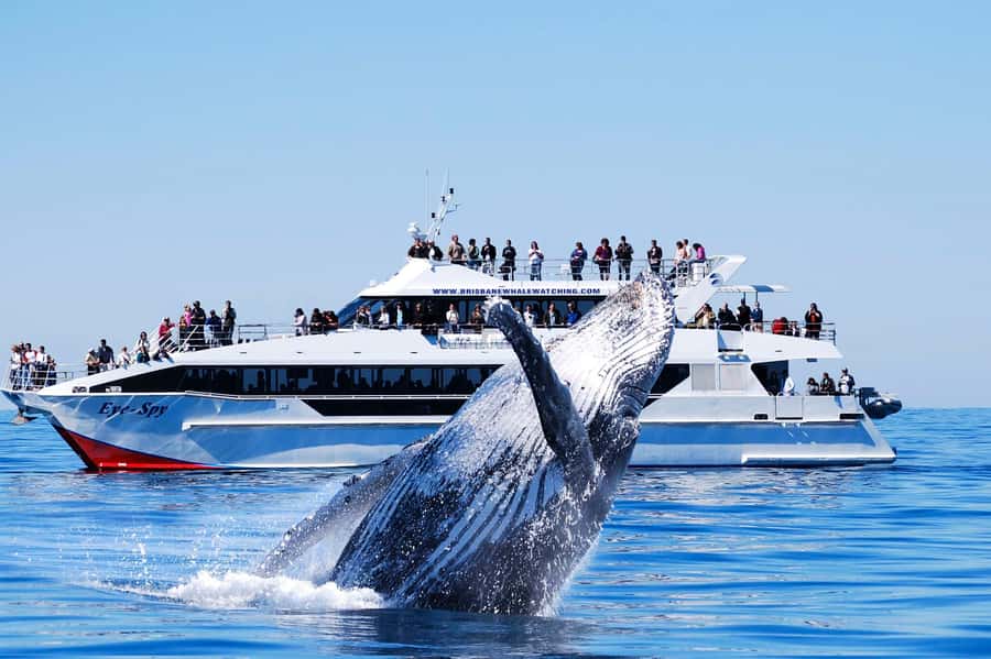 Brisbane: Whale Watching Cruise with Lunch - Searching Moreton Bay for humpback whales