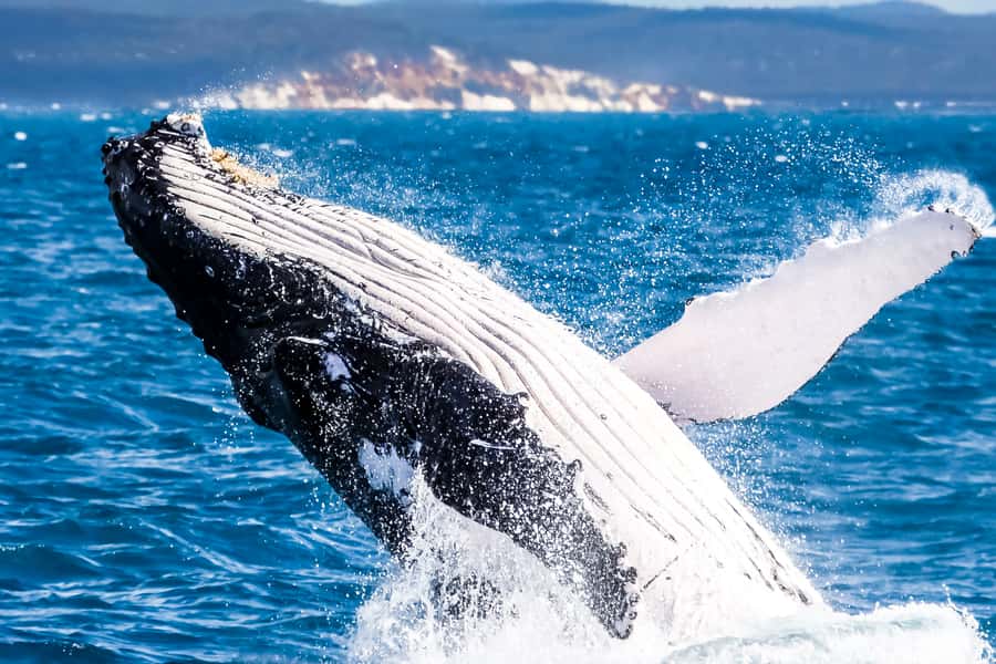Brisbane: Whale Watching Cruise with Lunch - Boarding the multi-million-dollar MV Eye Spy