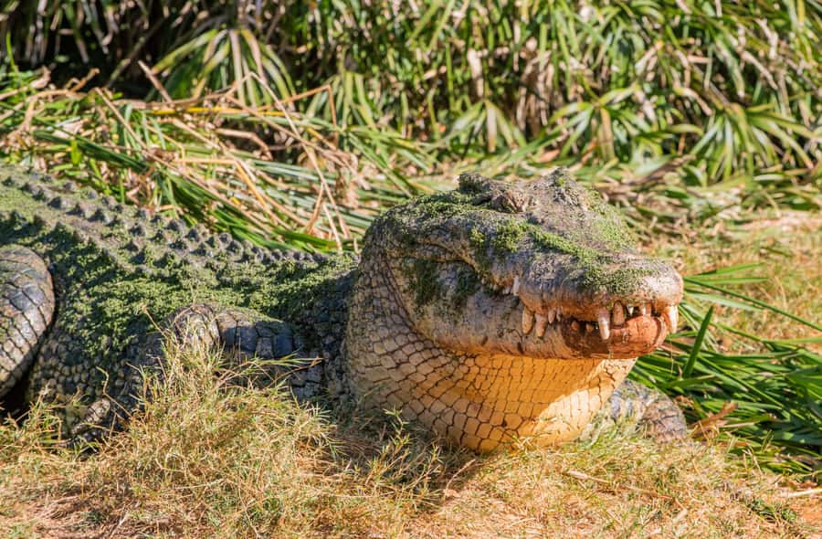 Broome: Malcolm Douglas Crocodile Park Tour with Transfers - Should you book the Malcolm Douglas Crocodile Park Tour?