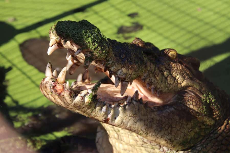 Broome: Malcolm Douglas Crocodile Park Tour with Transfers - The short ride from Broome to the crocodile park