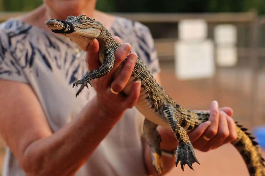 Broome: Malcolm Douglas Crocodile Park Tour with Transfers - Rogue Crocodile Alley and the largest animals