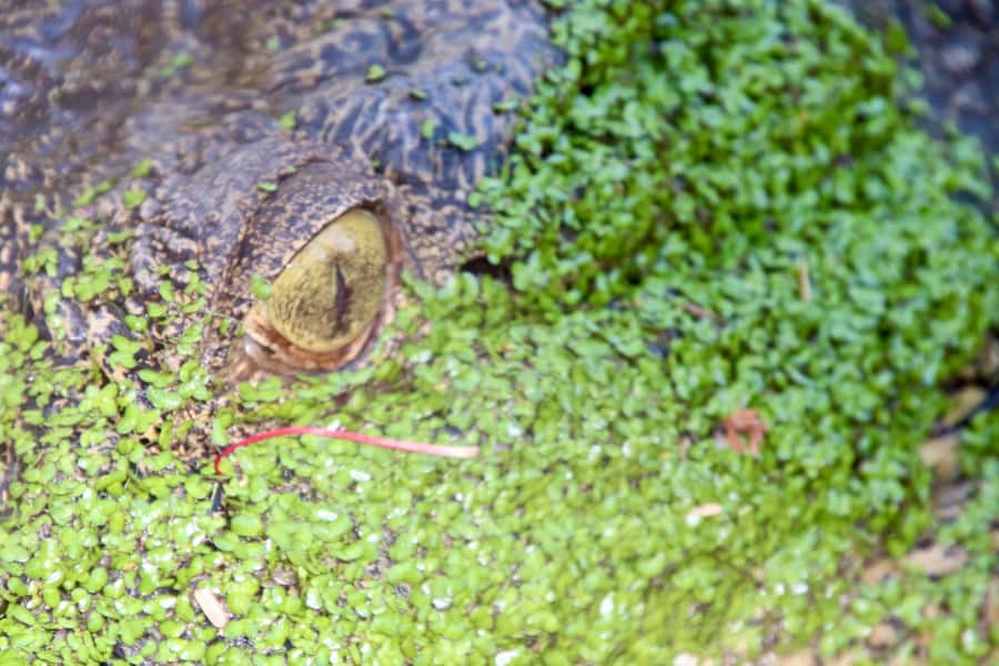 Broome: Malcolm Douglas Crocodile Park Tour with Transfers - Baby crocodiles and a better family outing