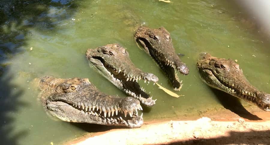 Broome: Malcolm Douglas Crocodile Park Tour with Transfers - Who will enjoy this Broome activity most