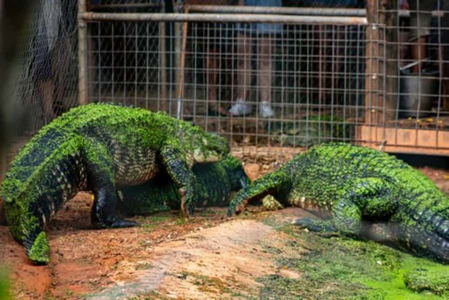 Broome: Malcolm Douglas Crocodile Park Tour with Transfers - Practical tips for a smoother visit