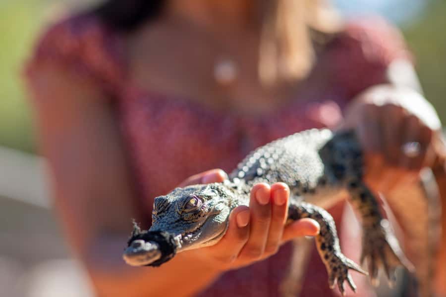 Broome: Matso's Brewery, Museum & Crocodile Park Combo Tour - Key points to know before booking