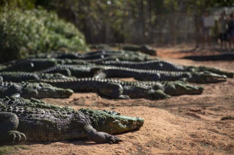 Broome: Matso's Brewery, Museum & Crocodile Park Combo Tour - Why this three-stop Broome tour works