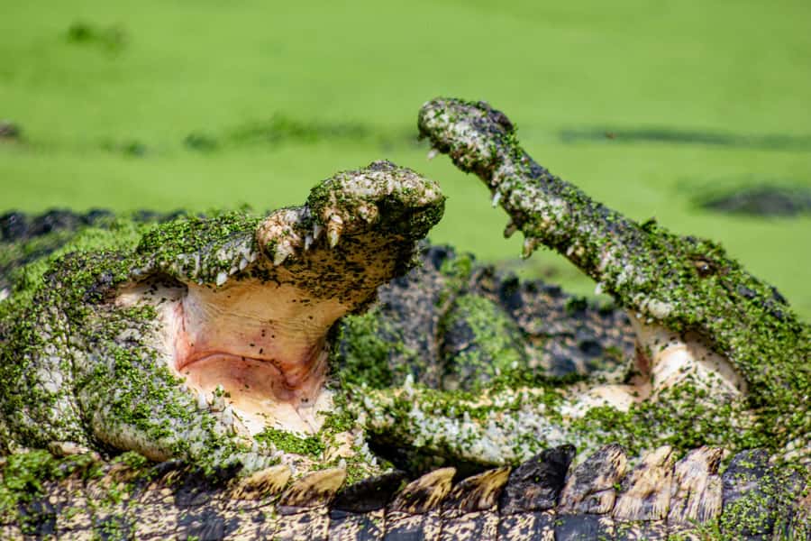 Broome: Matso's Brewery, Museum & Crocodile Park Combo Tour - Thirty minutes at the Broome Historical Museum