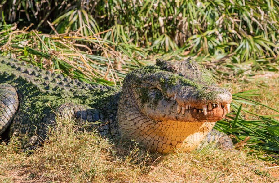 Broome: Matso's Brewery, Museum & Crocodile Park Combo Tour - A quick taste of Matso’s Broome Brewery