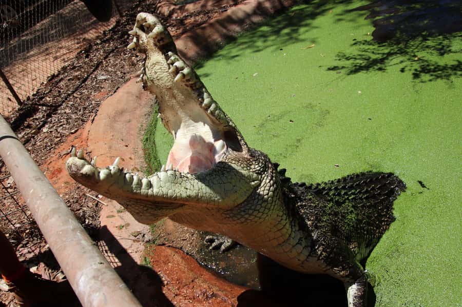 Broome: Matso's Brewery, Museum & Crocodile Park Combo Tour - Who will enjoy this experience most?