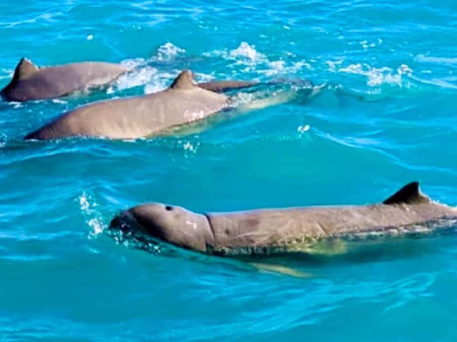 BROOME: SCENIC & PREHISTORIC CRUISE- Wine & Gourmet Platters - Key things to know before you book