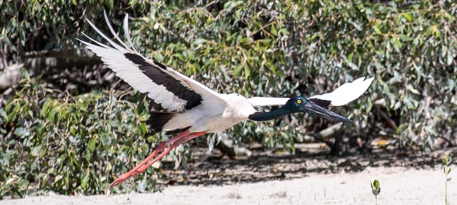 BROOME: SCENIC & PREHISTORIC CRUISE- Wine & Gourmet Platters - Getting onto the Brahminy Kite