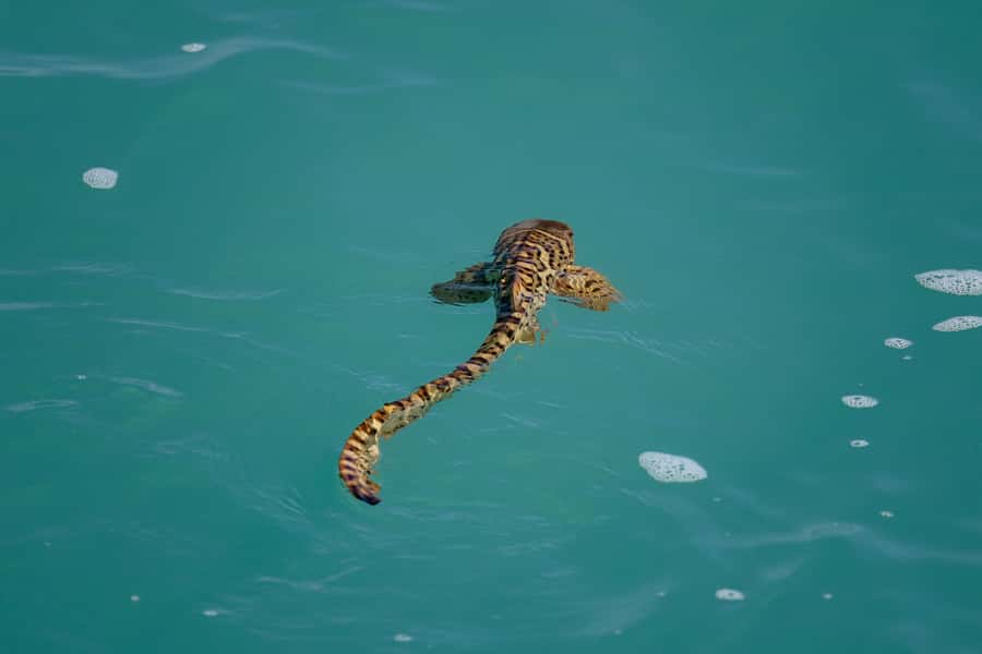 Broome: Snubfin Dolphin Cruises - Morning tea is more than a token snack