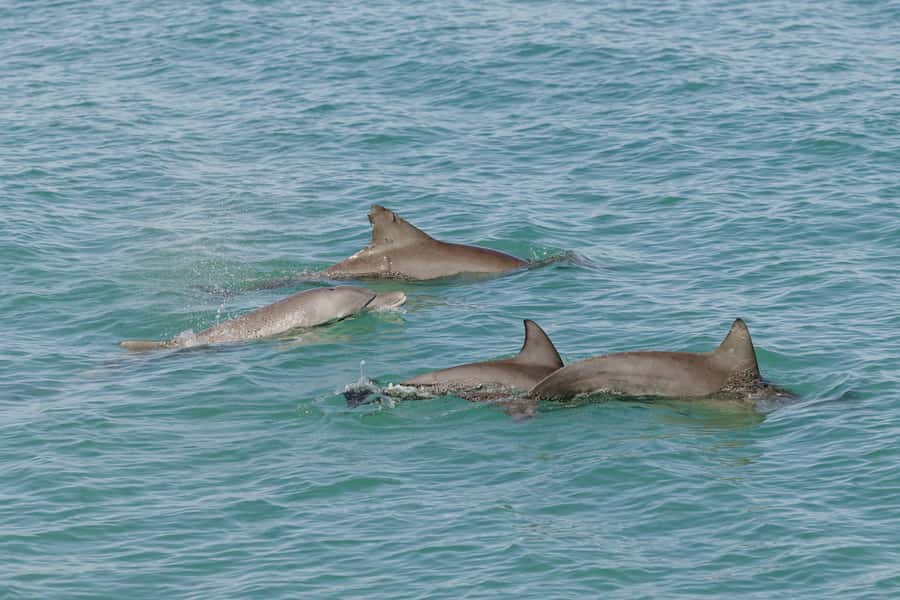 Broome: Snubfin Dolphin Cruises - What the $116 price really covers