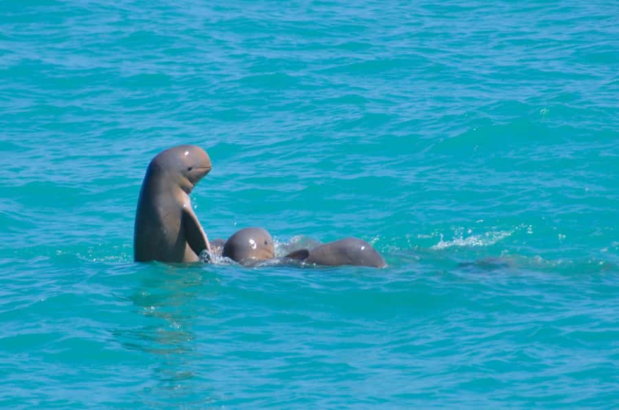 Broome: Snubfin Dolphin Cruises - Hotel pickup keeps the morning easy