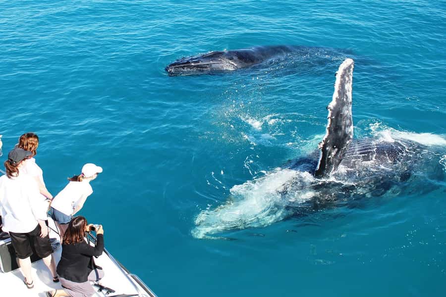 Broome: Whale Watching & Sunset Cruise - Key Points At A Glance