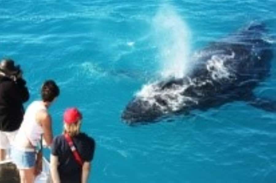 Broome: Whale Watching & Sunset Cruise - Why This Cruise Works Well In Broome