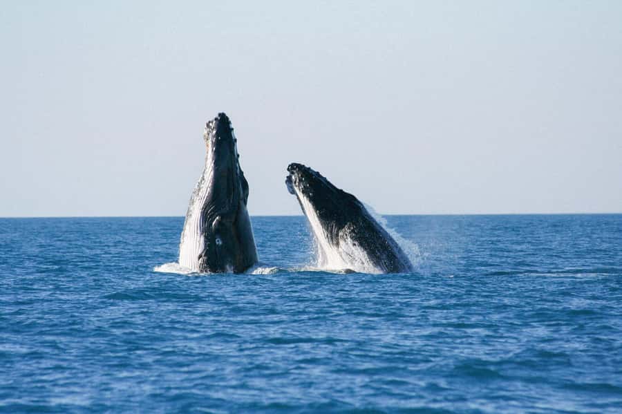 Broome: Whale Watching & Sunset Cruise - Pickup In Broome And The Amphibious Boarding