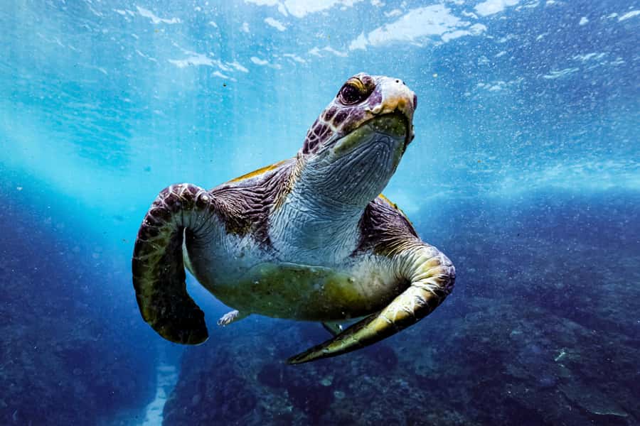 Brunswick Heads: Snorkelling in Byron Bay - Key points at a glance
