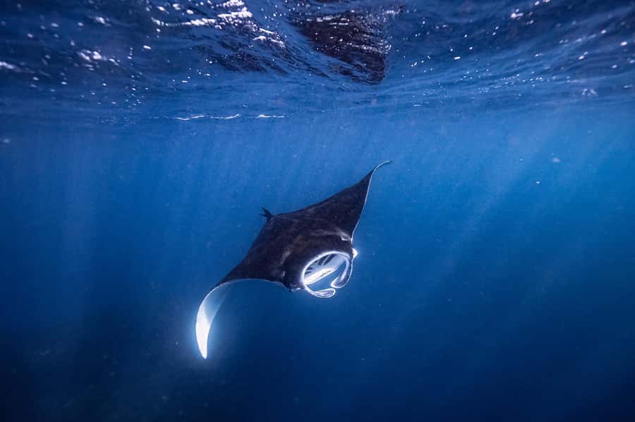 Brunswick Heads: Snorkelling in Byron Bay - Why Julian Rocks creates such unusual sea life