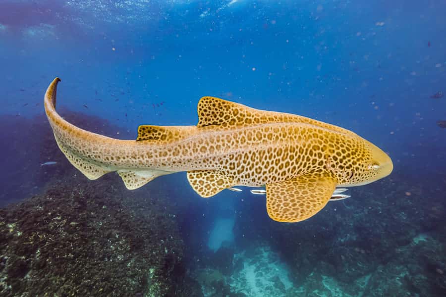 Brunswick Heads: Snorkelling in Byron Bay - What the eco marine guide adds in the water
