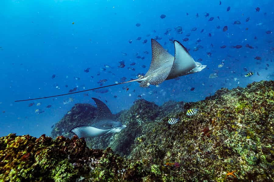 Brunswick Heads: Snorkelling in Byron Bay - Who should book this Brunswick Heads trip?
