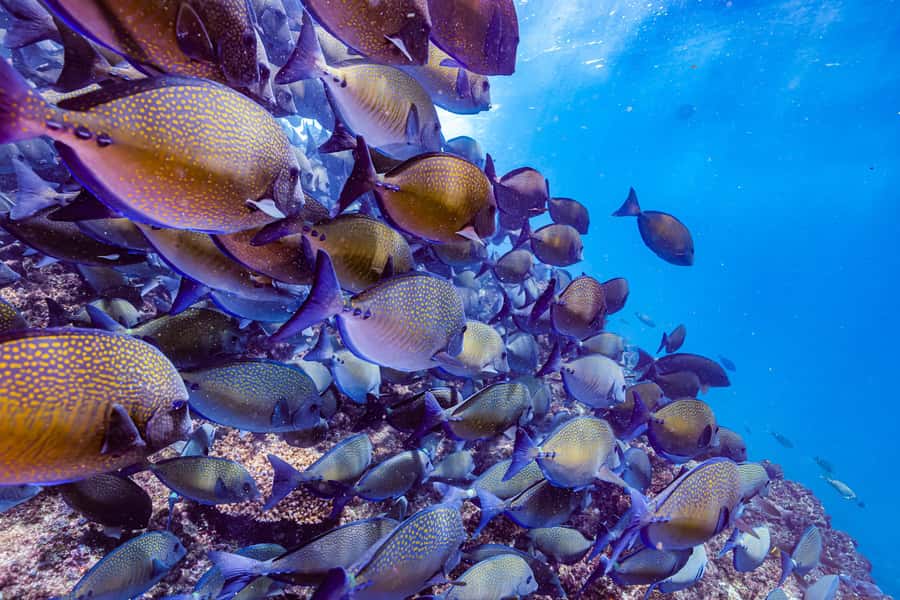 Brunswick Heads: Snorkelling in Byron Bay - Practical preparation for the boat and water