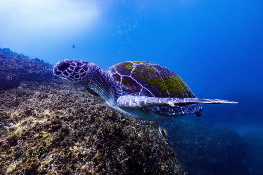 Brunswick Heads: Snorkelling in Byron Bay - Cancellation, timing, and other details to know
