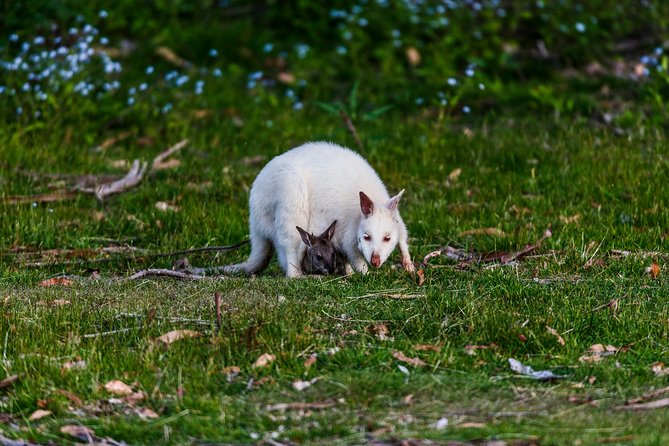 Bruny Island Traveller - Gourmet Tasting and Sightseeing Day Trip from Hobart - Cheese, beer, and the first tastings