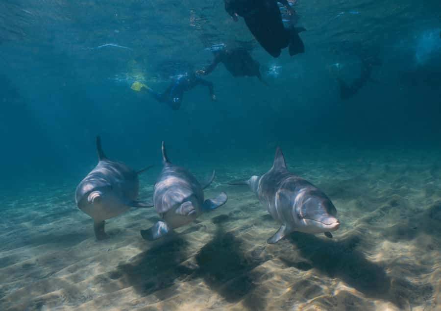 Bunbury: Swim with Dolphins Tour - Key points to know before you book
