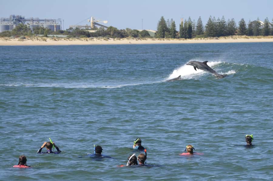 Bunbury: Swim with Dolphins Tour - Starting at the Dolphin Discovery Centre in Bunbury