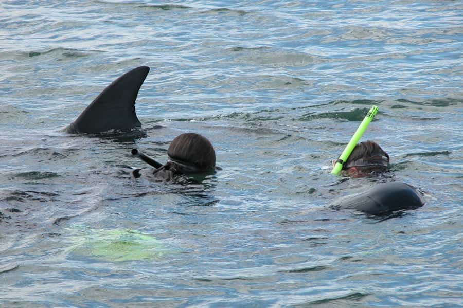 Bunbury: Swim with Dolphins Tour - Searching Koombana Bay by boat