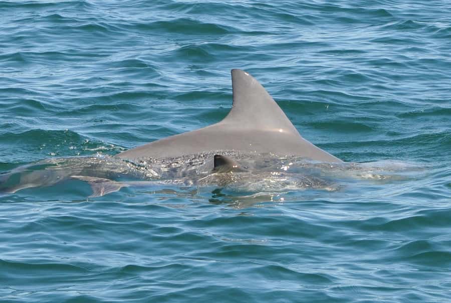 Bunbury: Swim with Dolphins Tour - What the guides and volunteers add