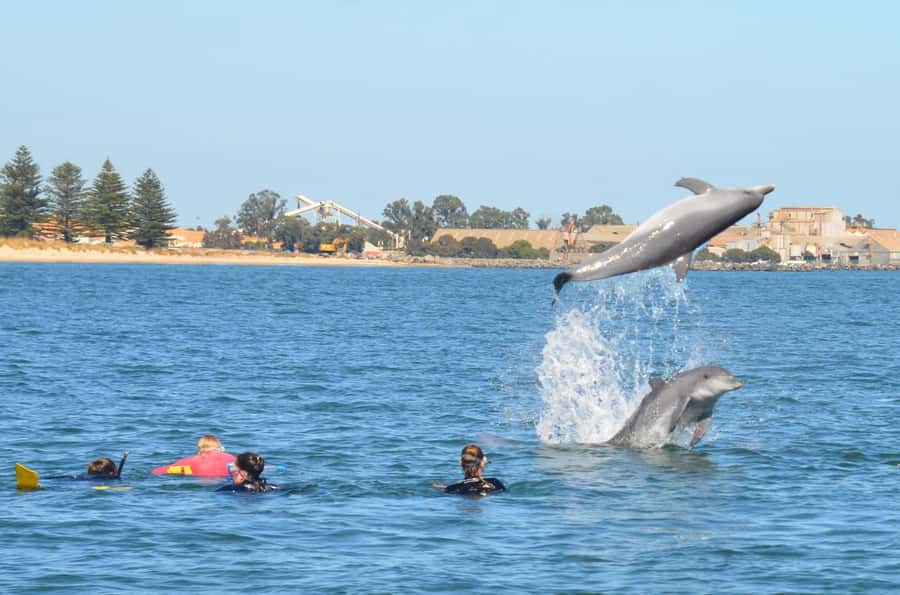 Bunbury: Swim with Dolphins Tour - The equipment, comfort, and finish