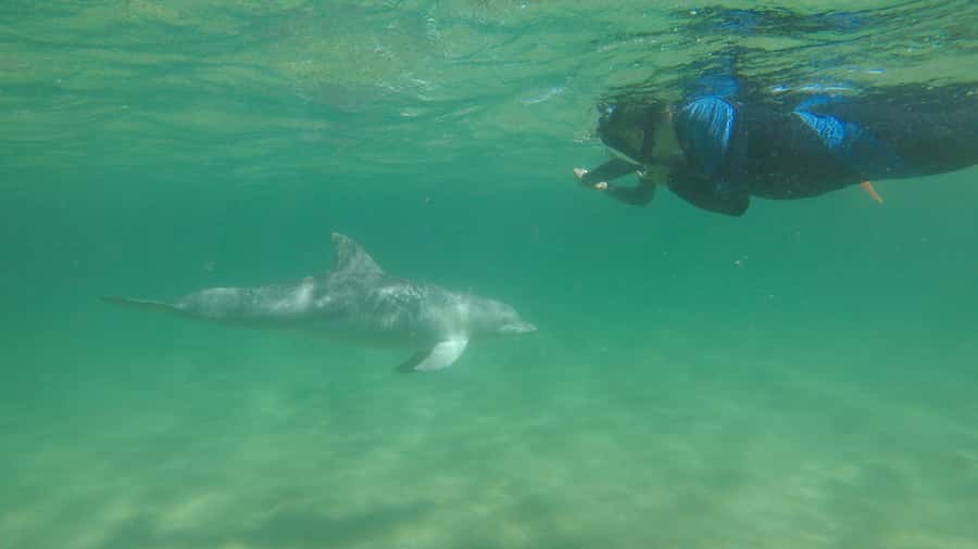 Bunbury: Swim with Dolphins Tour - Is the $155 price good value?