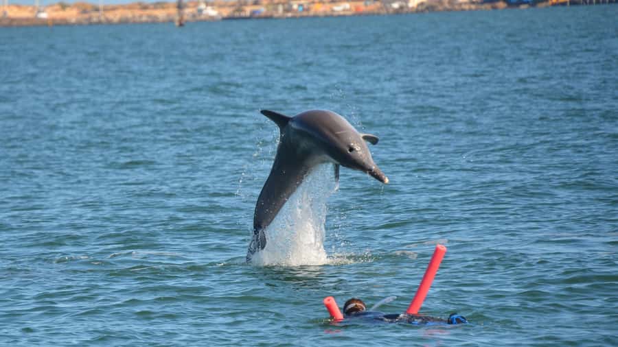 Bunbury: Swim with Dolphins Tour - Who should book this dolphin swim?