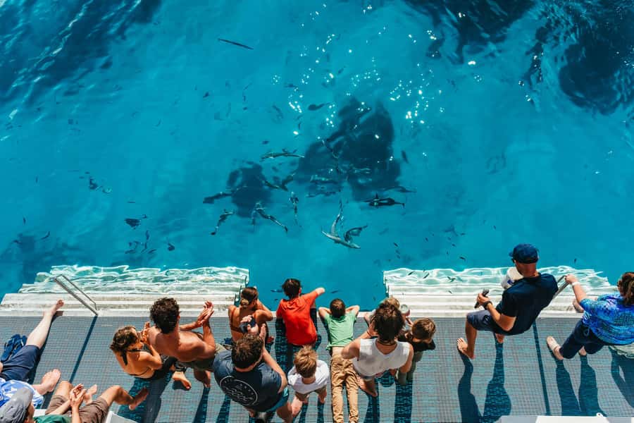Bundaberg: Lady Musgrave Island and Great Barrier Reef Tour - The island walk explains what you are seeing