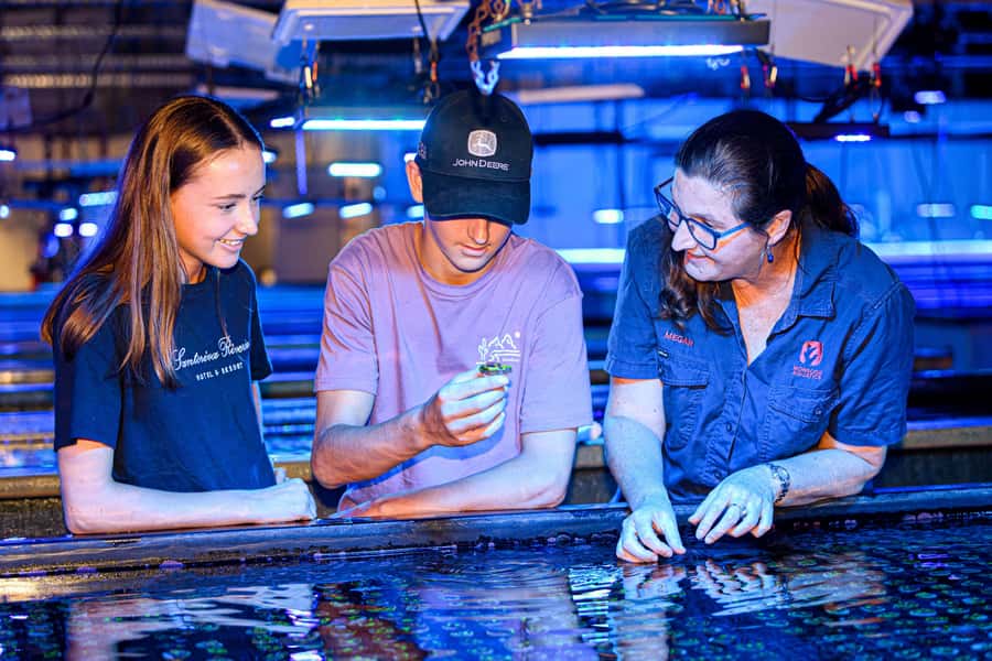 Bundaberg: Monsoon Aquatics Coral Farm Guided Tour - Watching coral feeding in real time