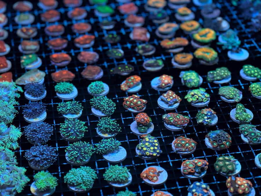 Bundaberg: Monsoon Aquatics Coral Farm Guided Tour - Why the guide makes such a difference