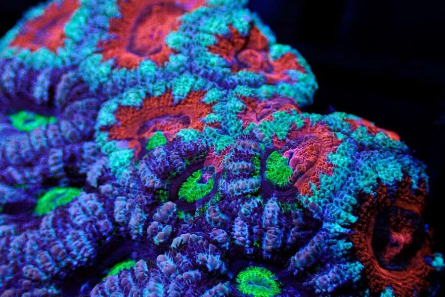 Bundaberg: Monsoon Aquatics Coral Farm Guided Tour - Is the $22 price good value?