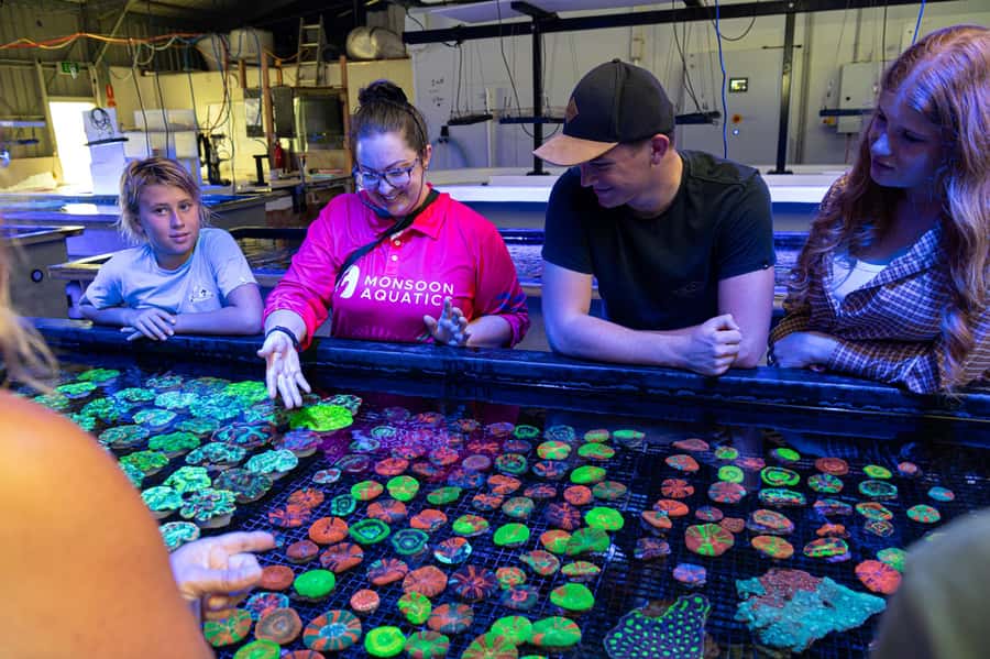 Bundaberg: Monsoon Aquatics Coral Farm Guided Tour - The first look at 70,000 growing corals