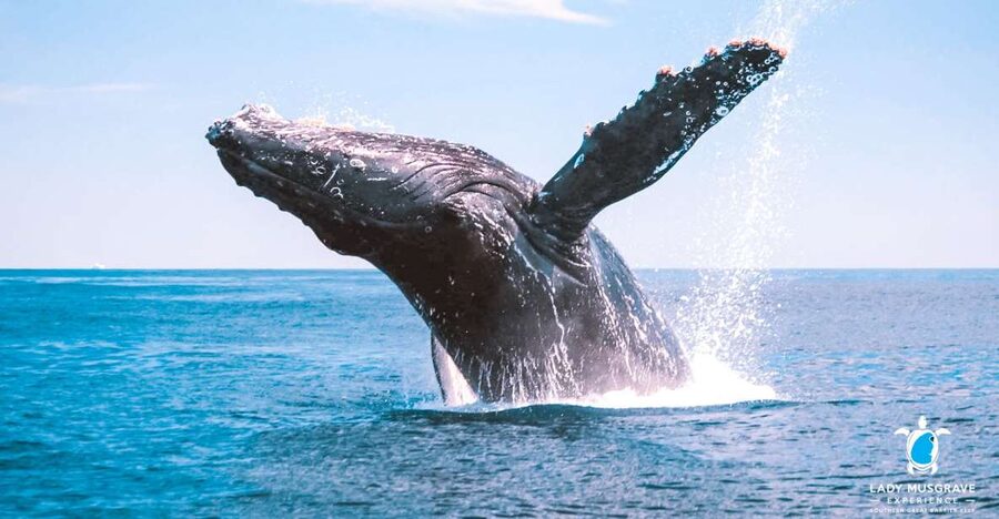 Bundaberg: Whale Watching Sightseeing Cruise with Lunch - Key points at a glance