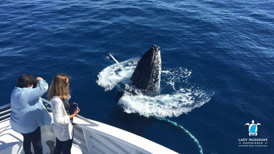 Bundaberg: Whale Watching Sightseeing Cruise with Lunch - Who will enjoy this four-hour cruise most