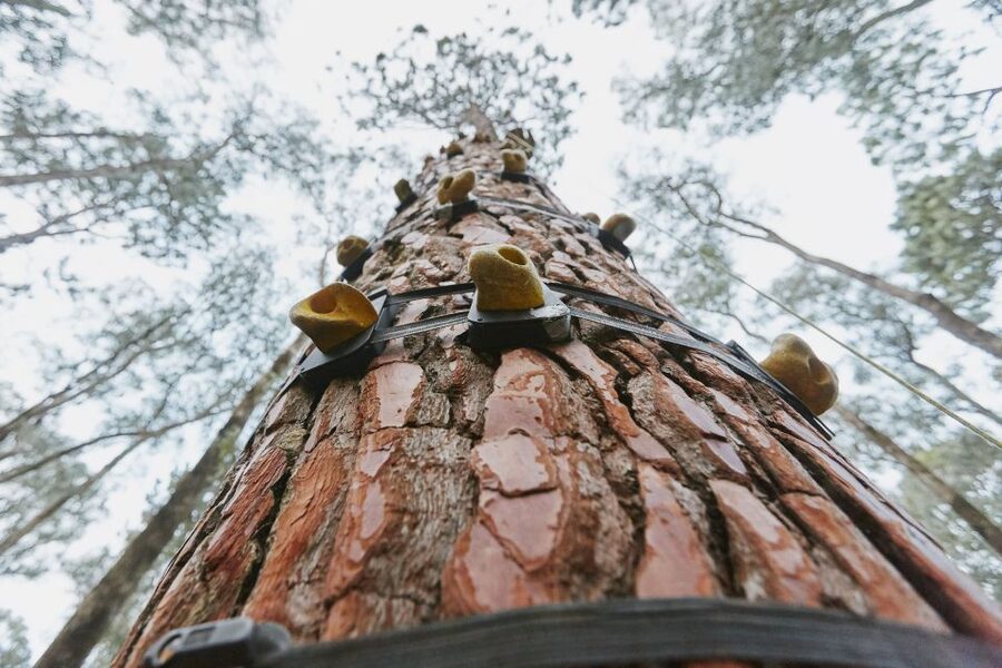 Busselton: Forest Adventure with Zip Lining and Rope Course - Tarzan jumps, quick drops, and balance lines