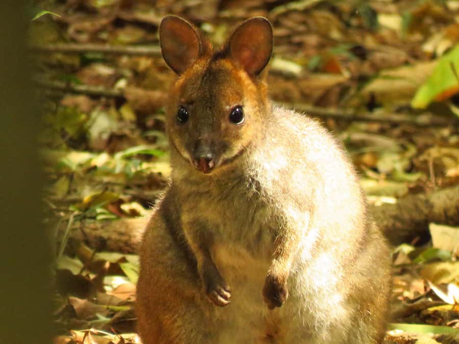 Byron Bay: Full-Day Wildlife Safari - Key points before you book