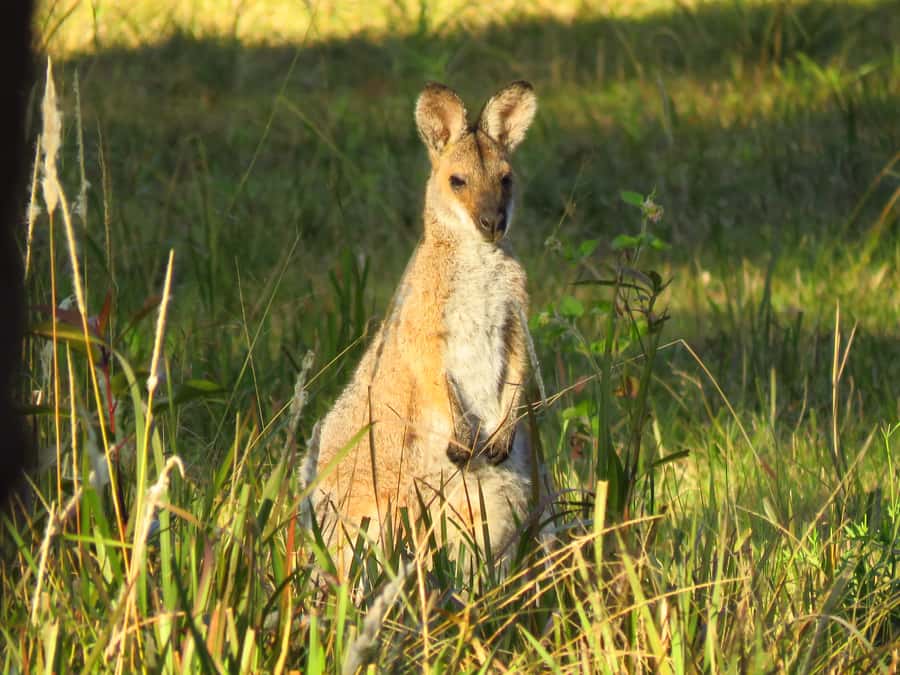 Byron Bay: Full-Day Wildlife Safari - What this Byron Bay safari is really about