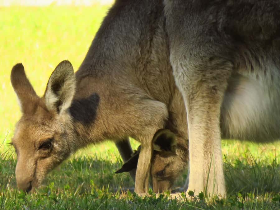 Byron Bay: Full-Day Wildlife Safari - Eucalyptus forest and the koala search